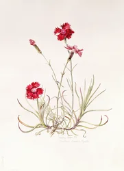 Dianthus Manto de César, 1997